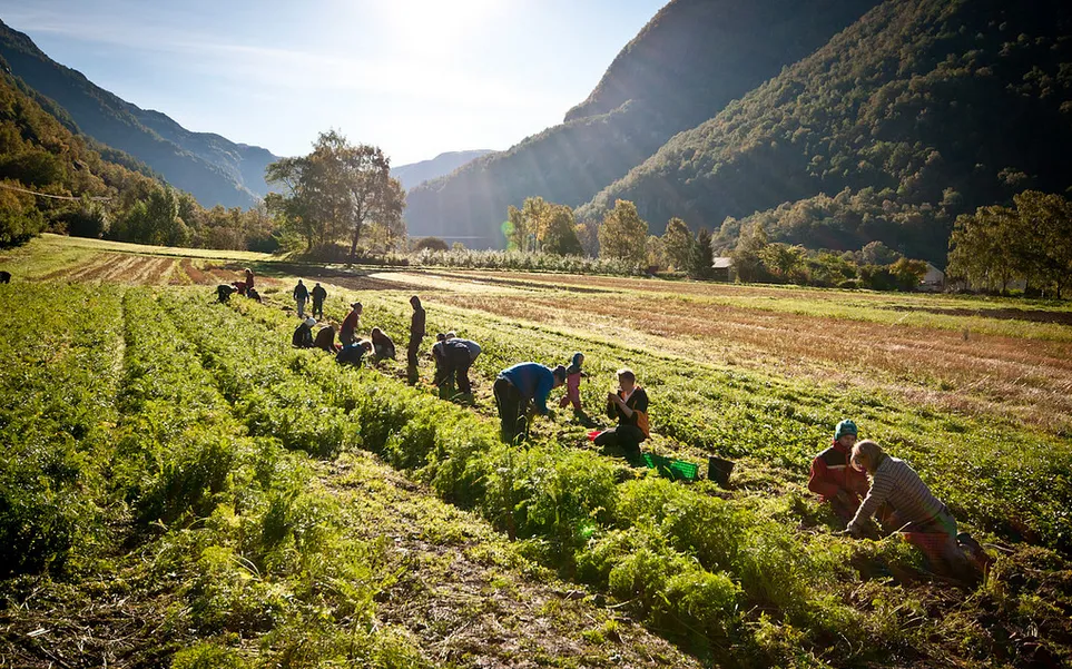 carrot_harvesting_tom_flickr.png