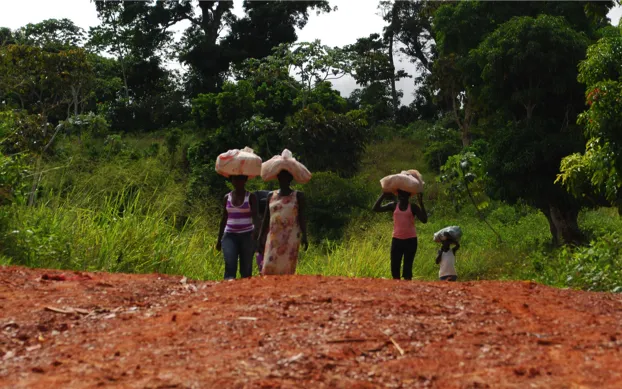 People plant cassava, one of the main sources of food in the country.