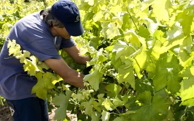 L'Olivera produces wines and oils promoting the employment of people with disabilities. Source: 7accents.cat