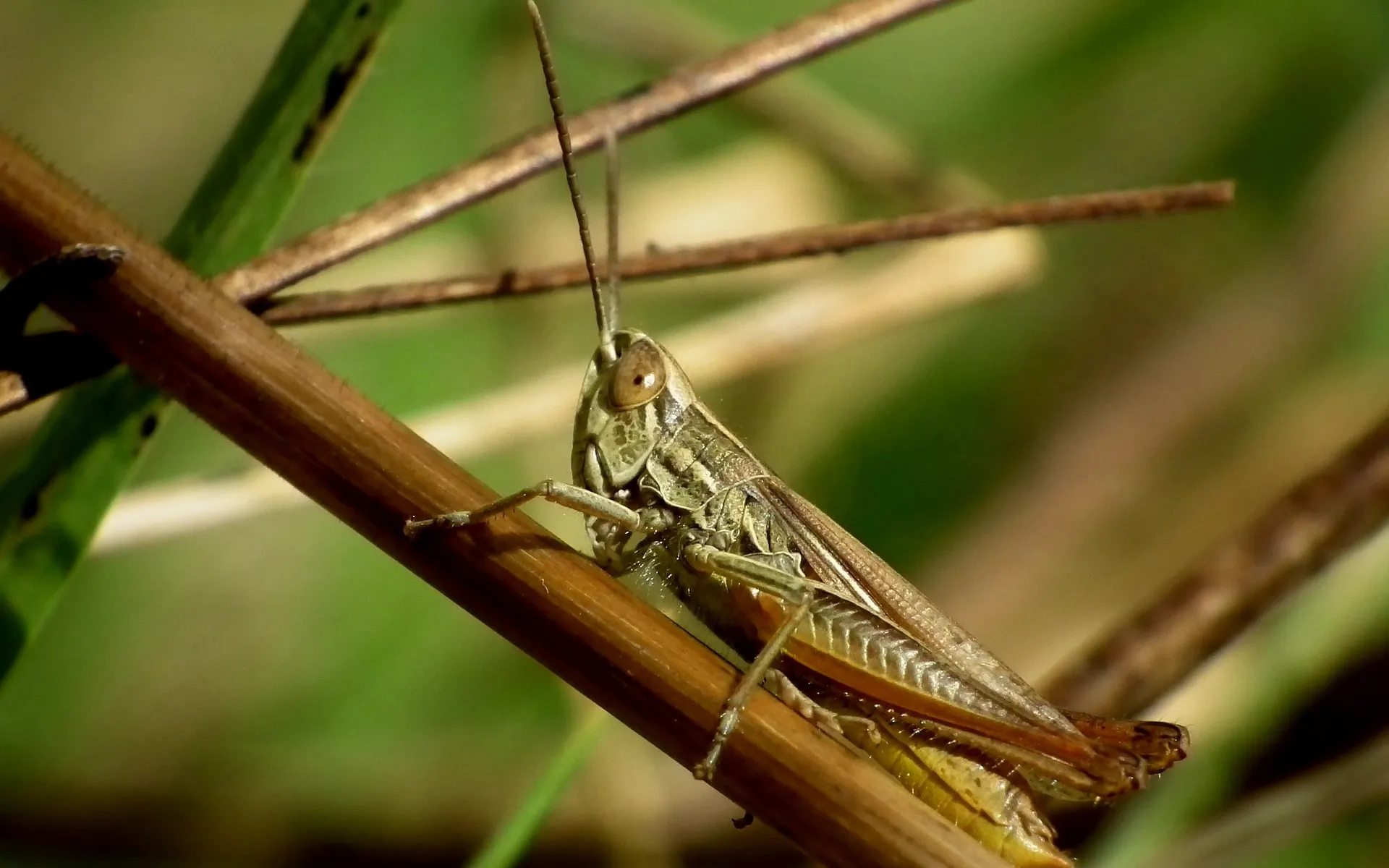 desert-locust-1973079_1920.jpg