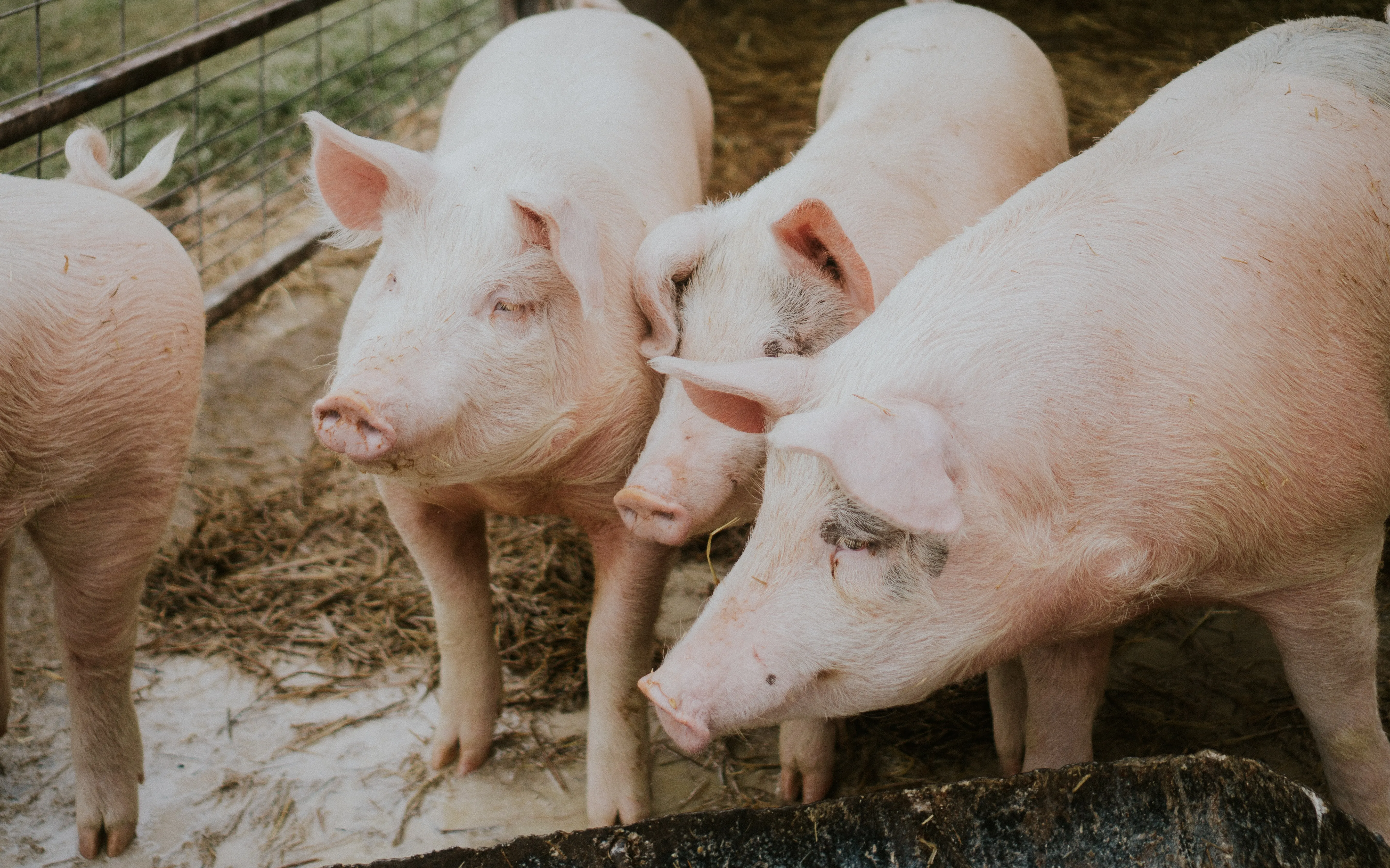 Annually, more than 40 million pigs, cows, and sheep are transported between member states.