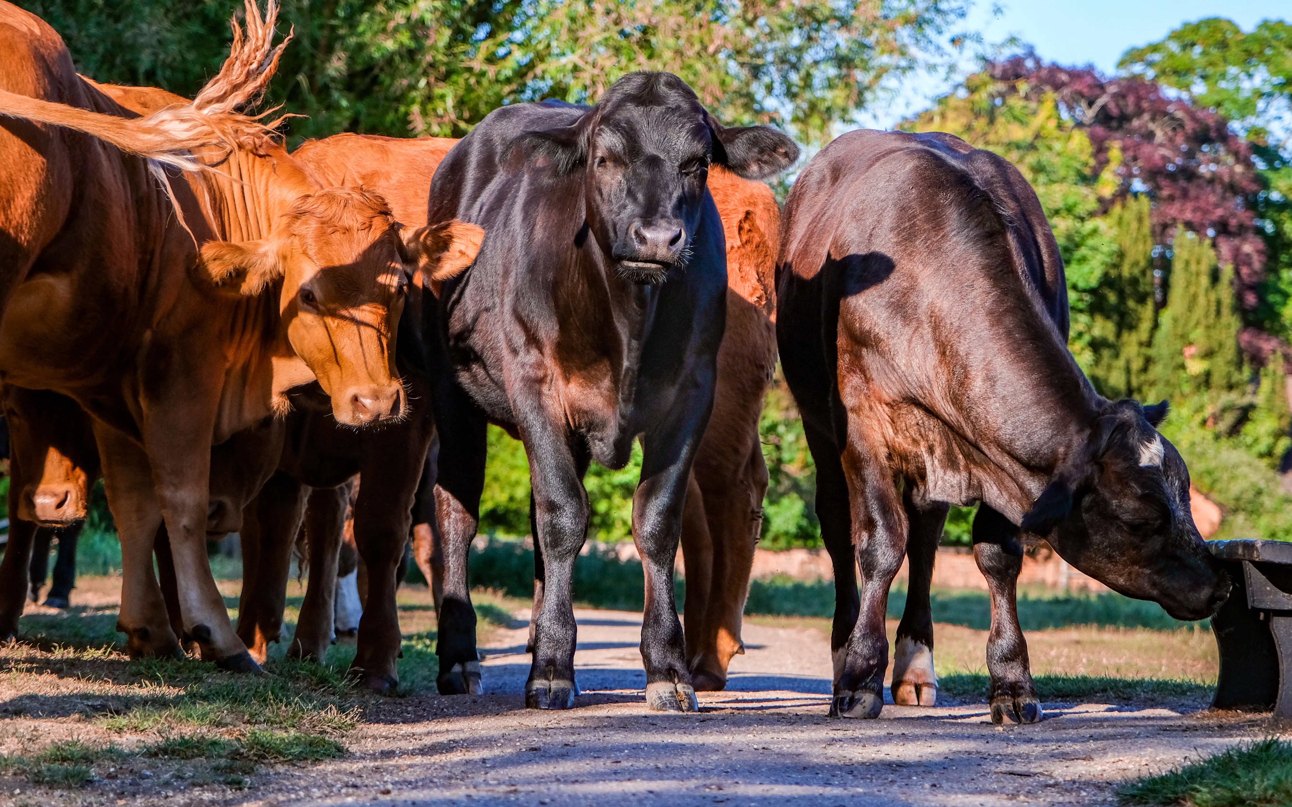 Compassion in World Farming and the Eurogroup for Animals urge the European Union to ban the export of live animals to countries outside the community.