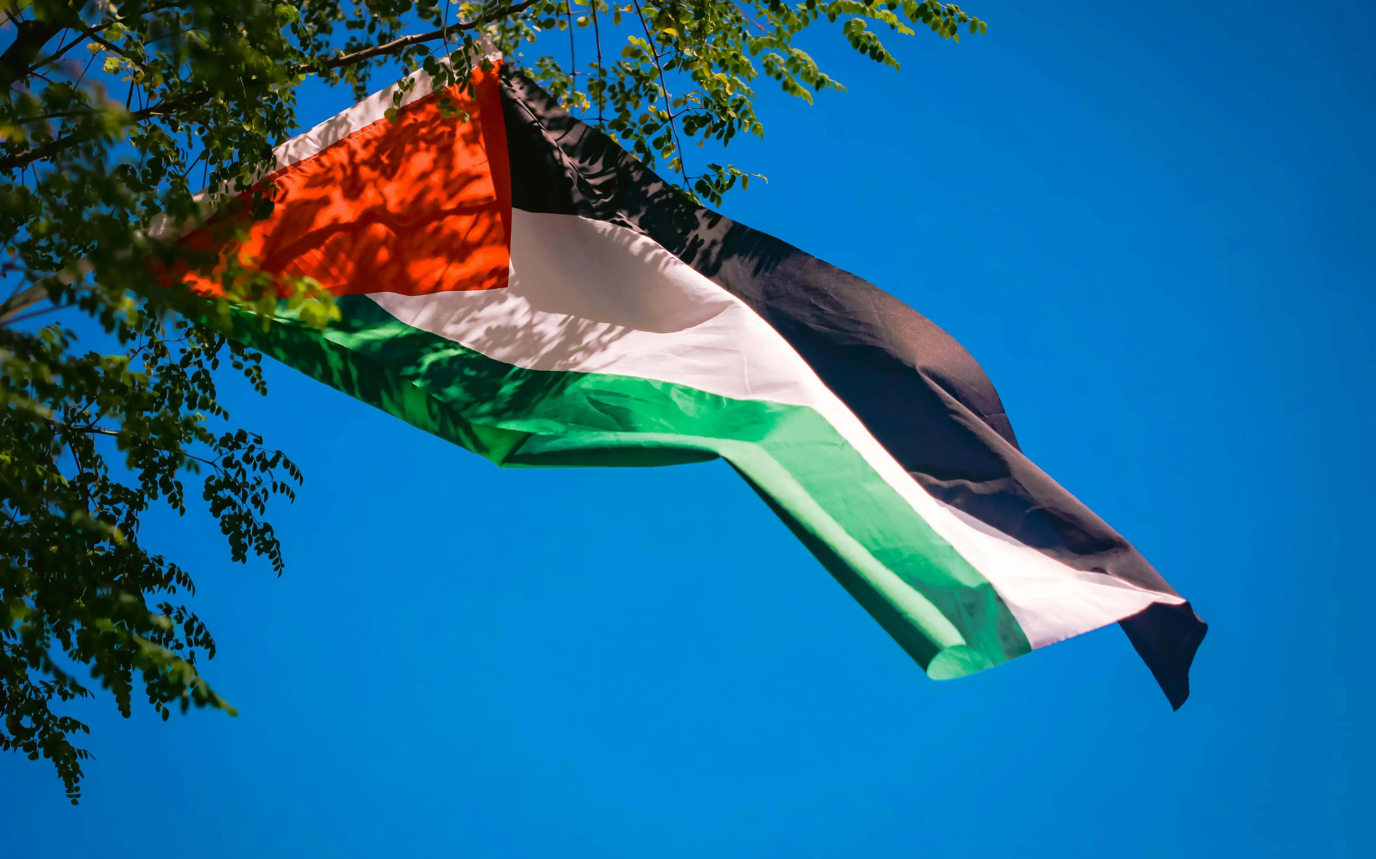 Palestine flag.