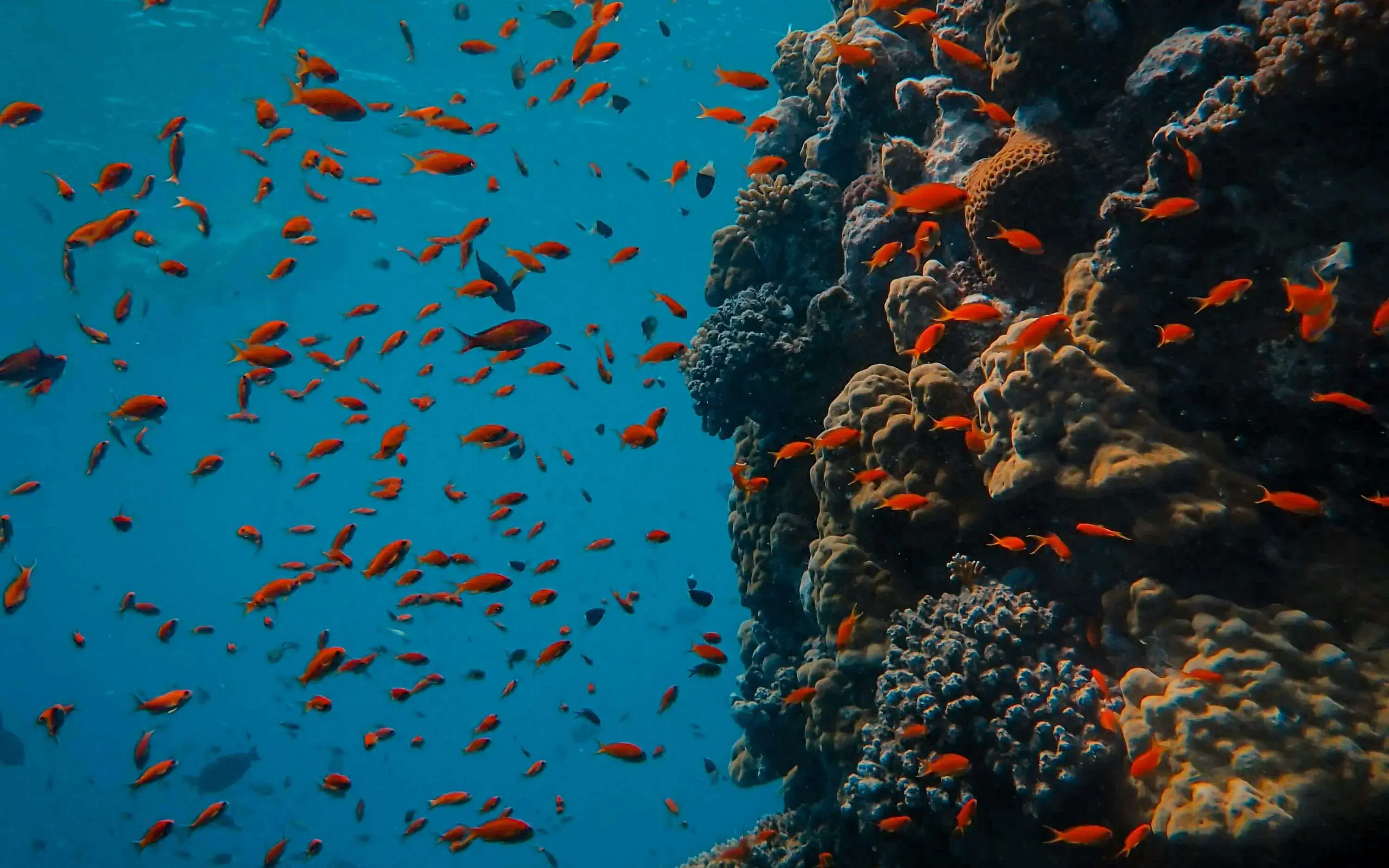 Foto de Francesco Ungaro: https://www.pexels.com/ca-es/foto/mar-aigua-ocea-animals-3324590/