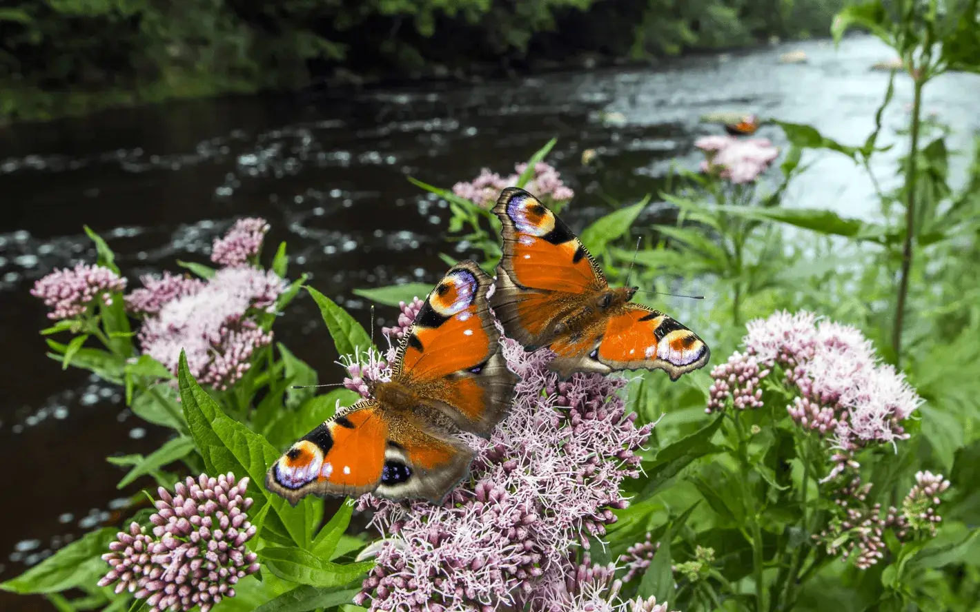 The campaign ‘Hands off nature’ invites citizens to defend the laws that protect nature.