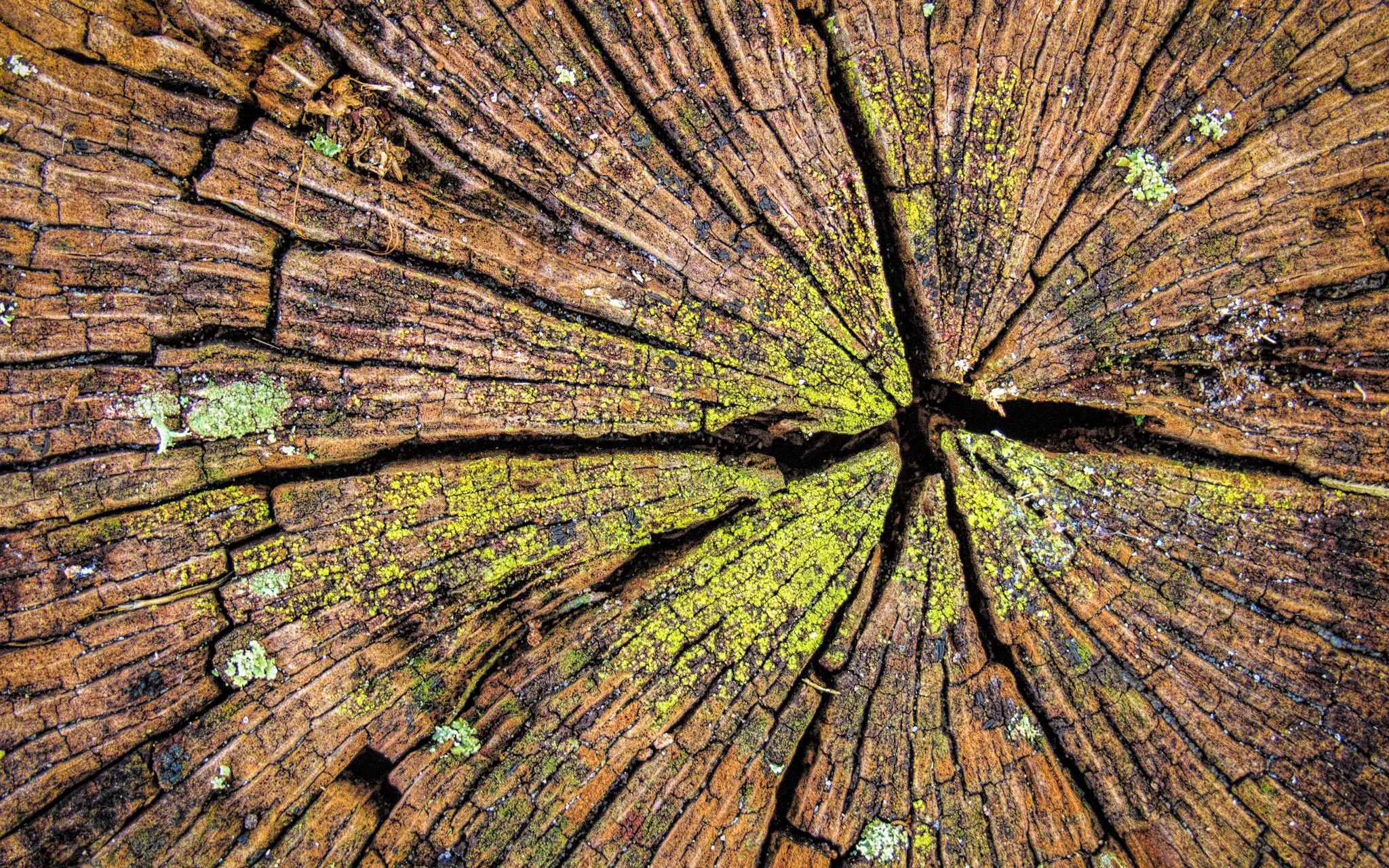 Stump Scars / Photograph: Wayne S. Grazio, Flickr