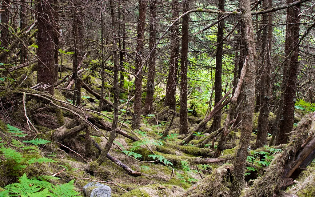 Forest / Photograph: Andrew Malone, Flickr