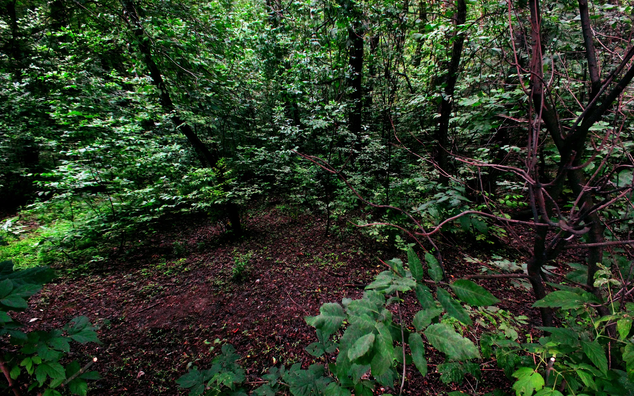 Forest / Photograph: Anastasia R, Flickr
