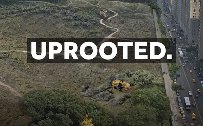 Uprooted olive trees areas in Palestine were as big as 33 Central Parks