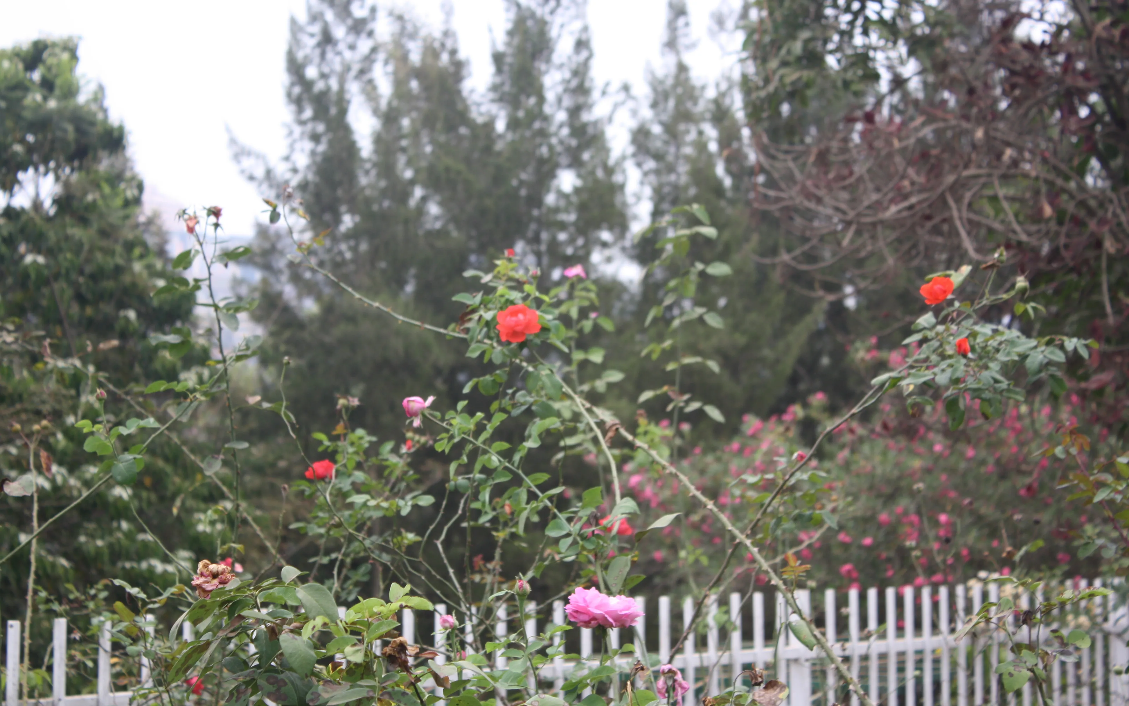 Flowers growing on the mass graves