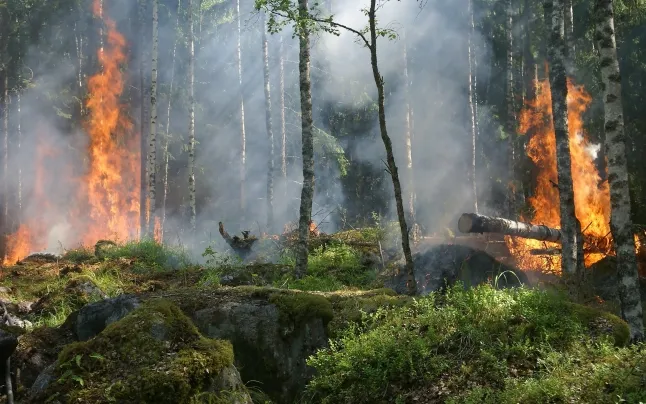 xforest-fire-fire-smoke-conservation-51951_0.jpegqitokvbgzdm-r.pagespeed.ic_.rzirydqeg-.jpeg