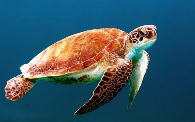 Climate change is causing the warming of oceans, causing alterations to the marine food web.