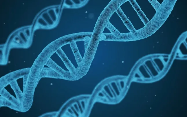 Gene therapy is one of the treatments under study to treat myotubular myopathy.