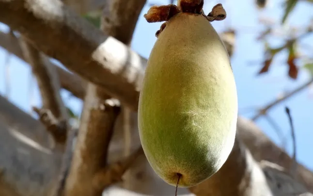 Sustainable exploitation of this fruit is a source of income for both, the population and women.