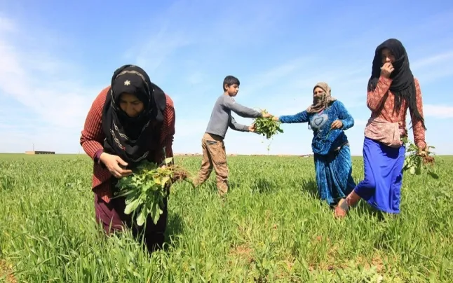  The Kurdish people are organized in democratic confederalism. 