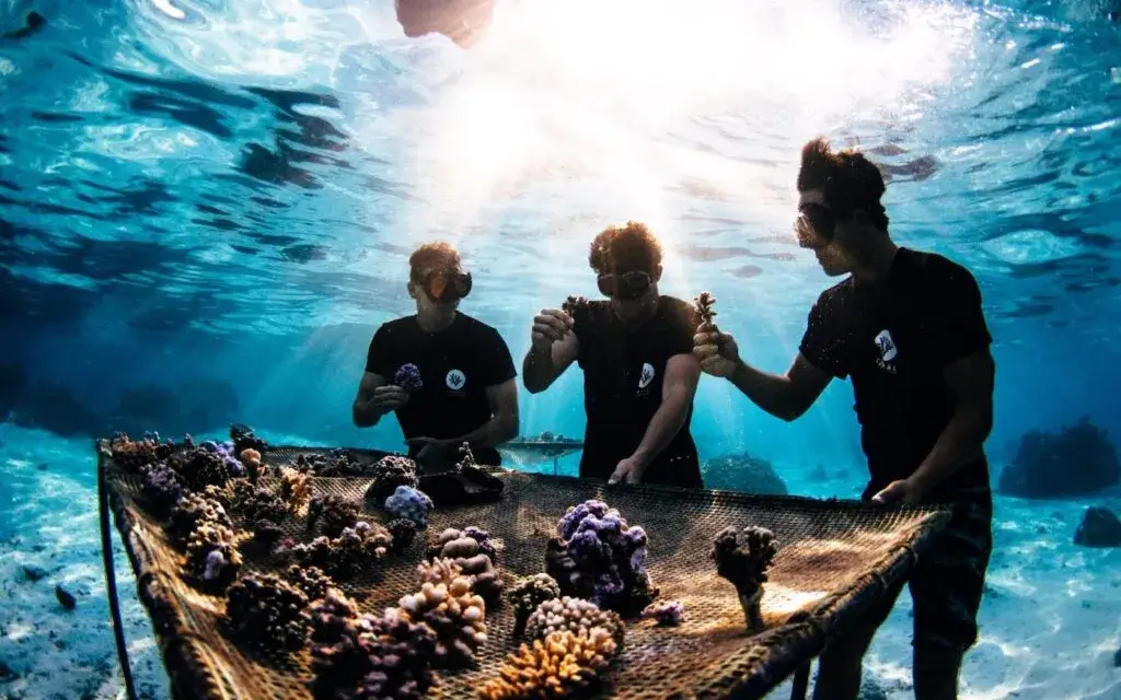 coral-gardeners-nursery-1024x682.jpeg