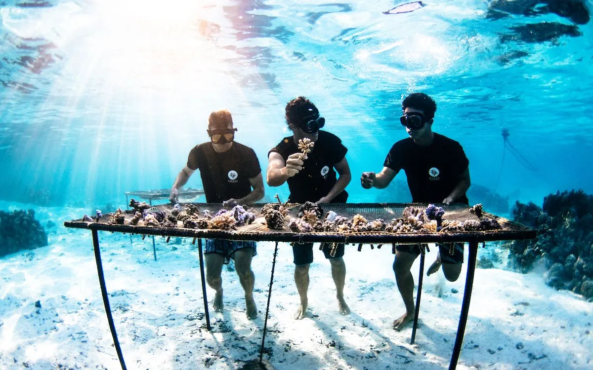 Nursery to save the coral reefs.