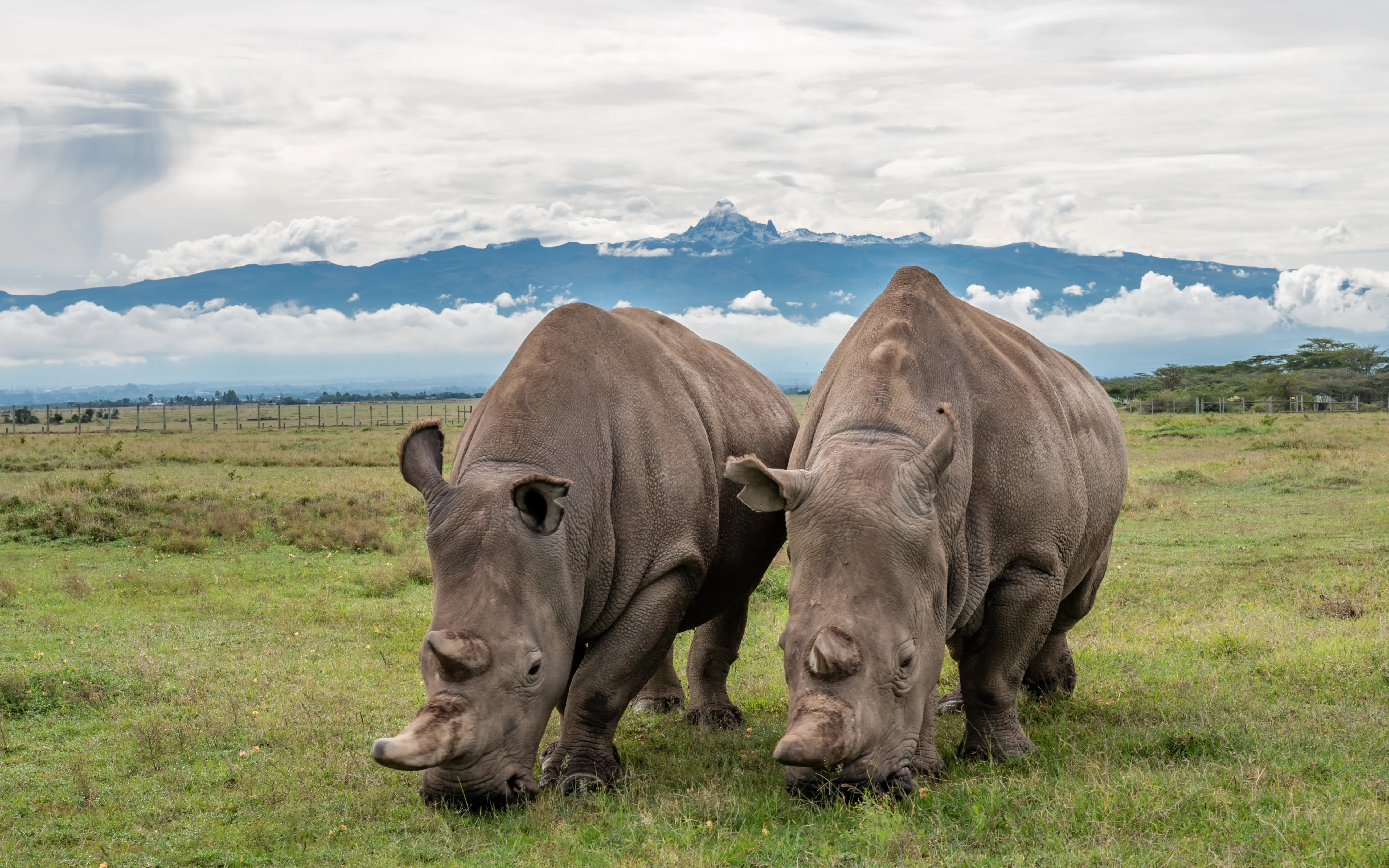 najin_and_fatu_with_mount_kenya_in_the_background.jpg