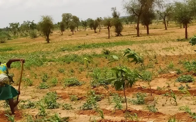 Kaya is a very dry area located near the Sahel, with a scarcity of water.