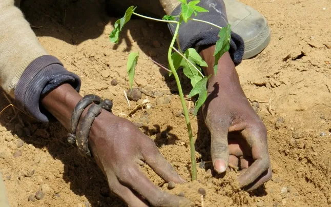 During Sall's tenure, the policy of submission to foreign powers and multinational corporations has worsened.