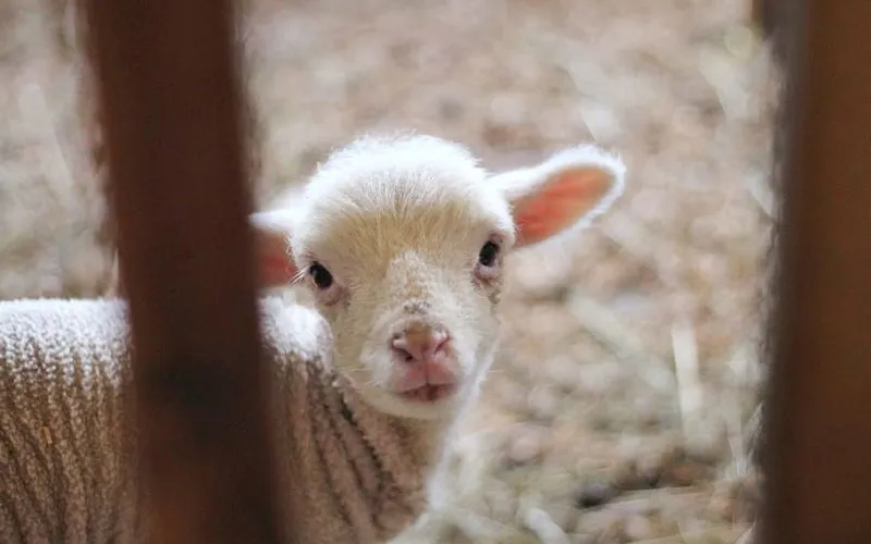 animals_granja.jpg