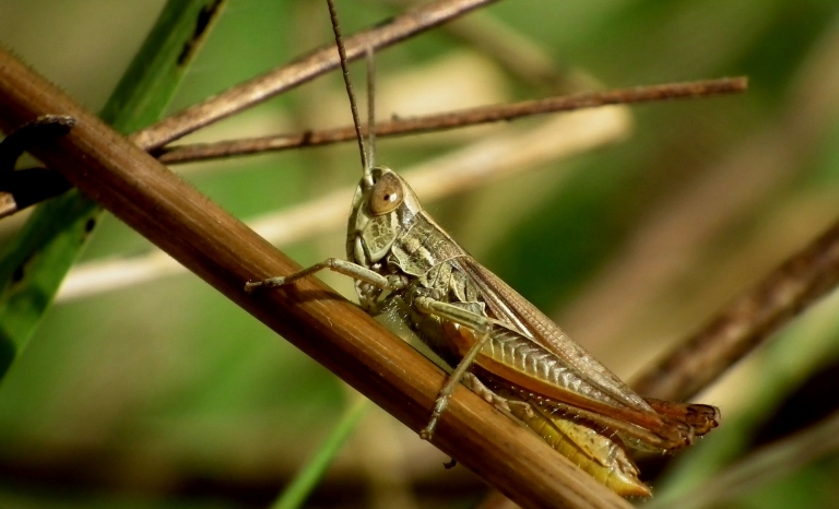 Is the worst plague of desert locust in Kenia in 70 years.