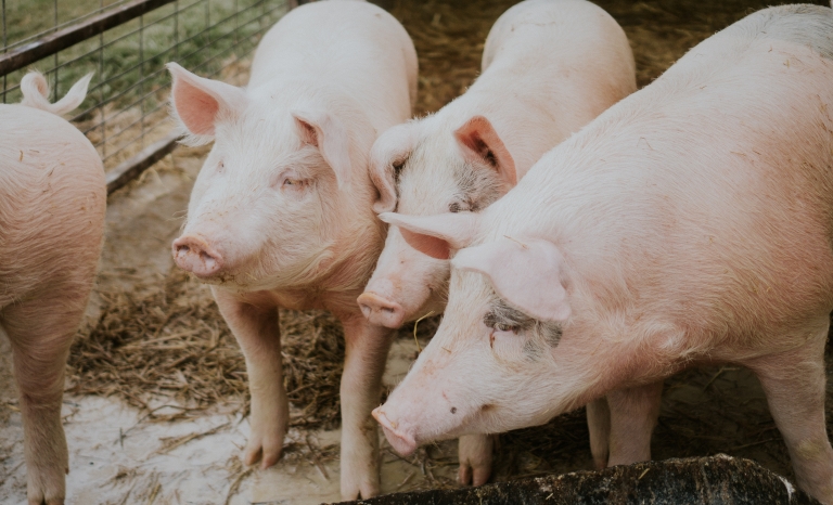 Annually, more than 40 million pigs, cows, and sheep are transported between member states.