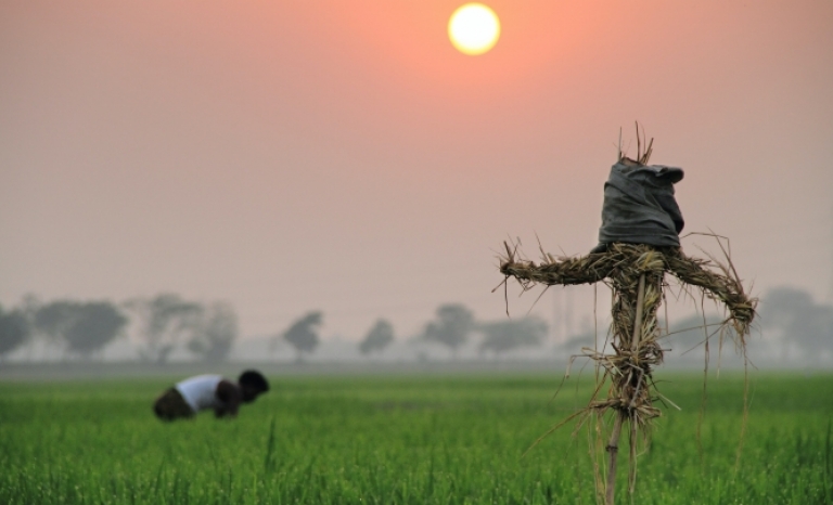 Archive image of Bangladesh crops. 