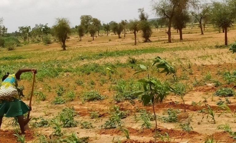 Kaya is a very dry area located near the Sahel, with a scarcity of water.