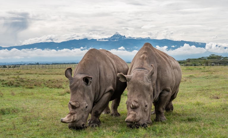Ol Pejeta is home to the last two northern white rhinos on the planet.