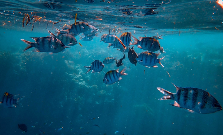Climate Foundation is working on a project that trends to regenerate ocean ecosystems thankls to marine permaculture. 